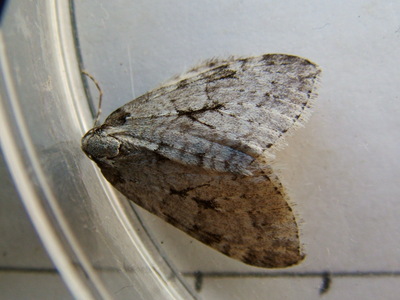 Autumnal Moth